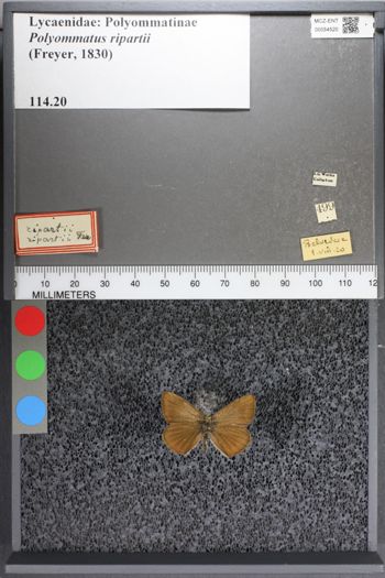 Media type: image;   Entomology 54520